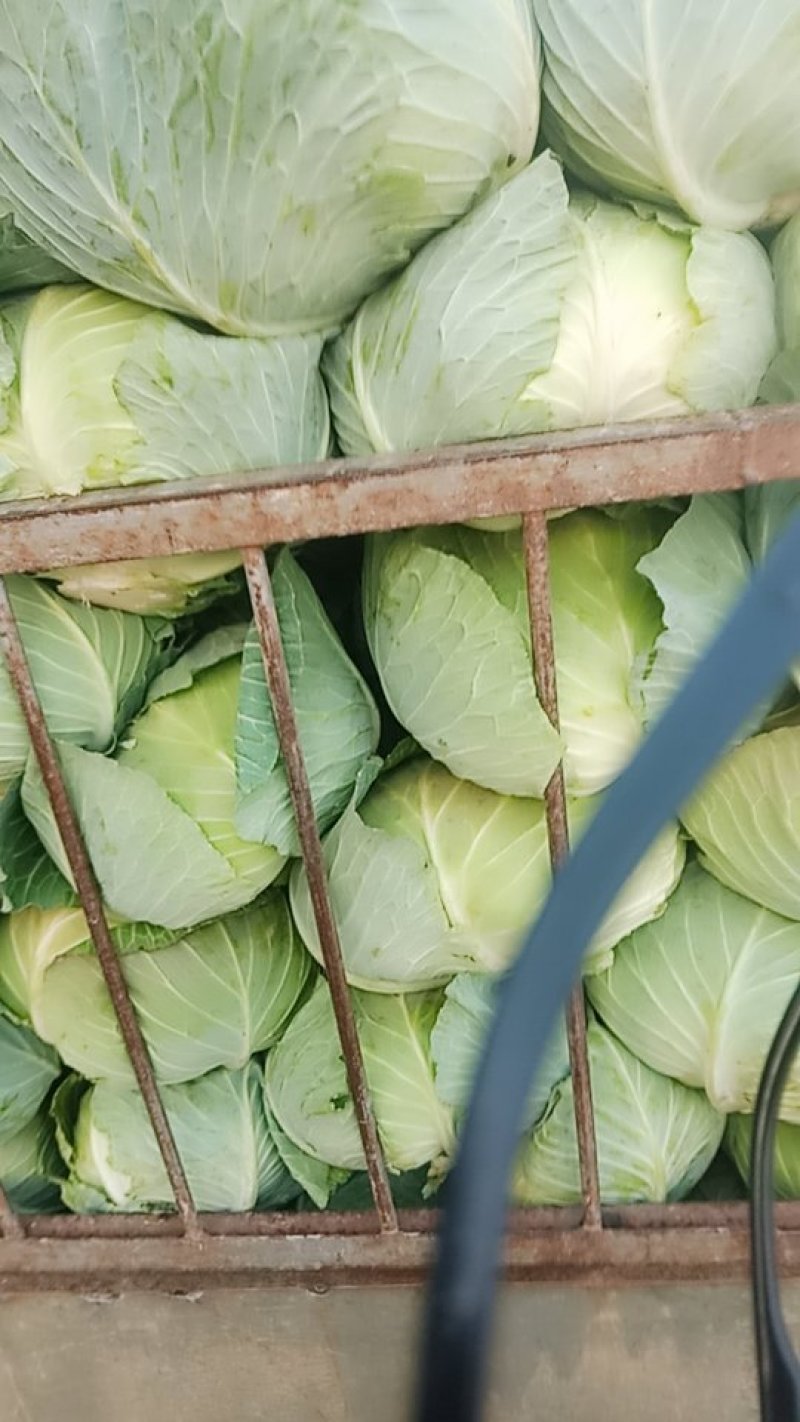 奥奇娜甘蓝，产地直供，个头均匀无虫，，欢迎选购