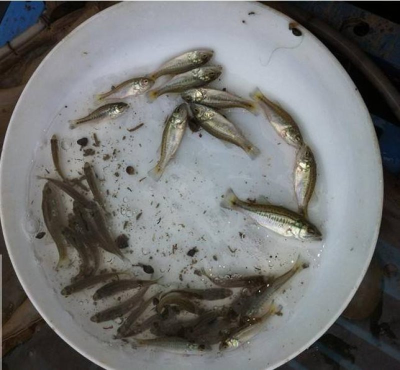 鲈鱼