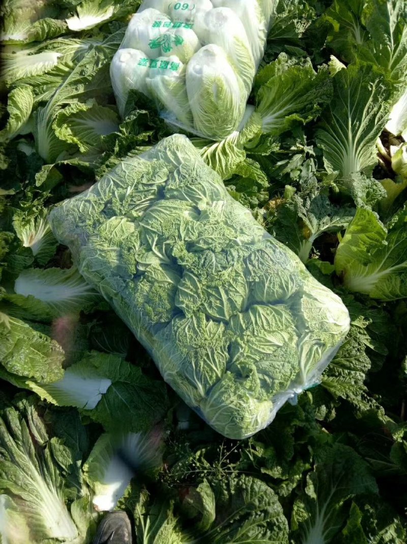 矮顆黄心大白菜.各种规格.一手货源.质量保证.大量供应