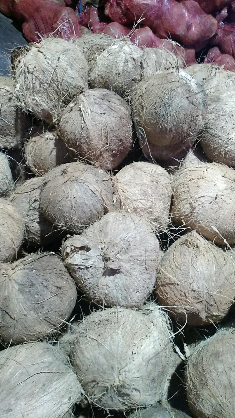 老椰子热带小果毛椰子孕妇水果原装椰子原味椰汁煲汤