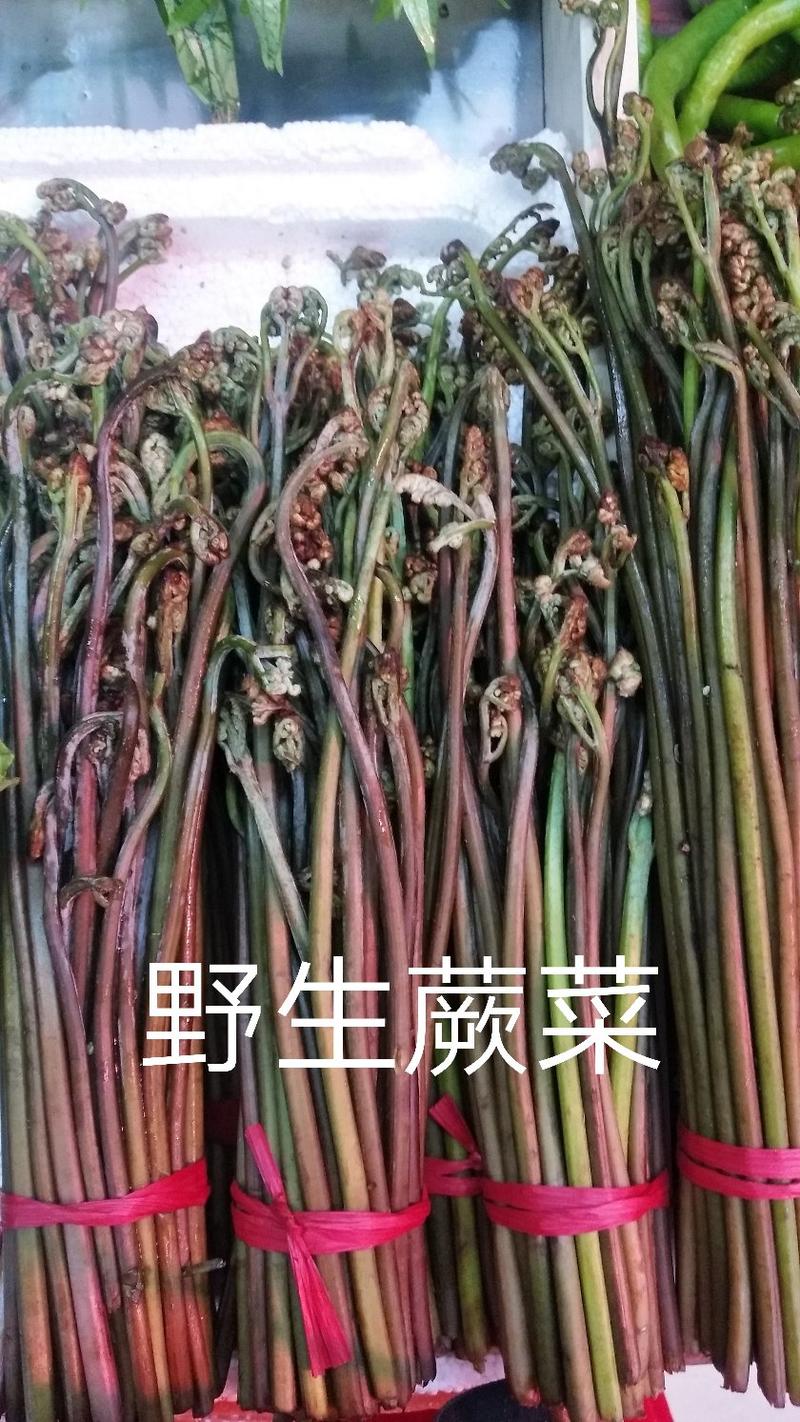 野生蕨菜龙爪菜