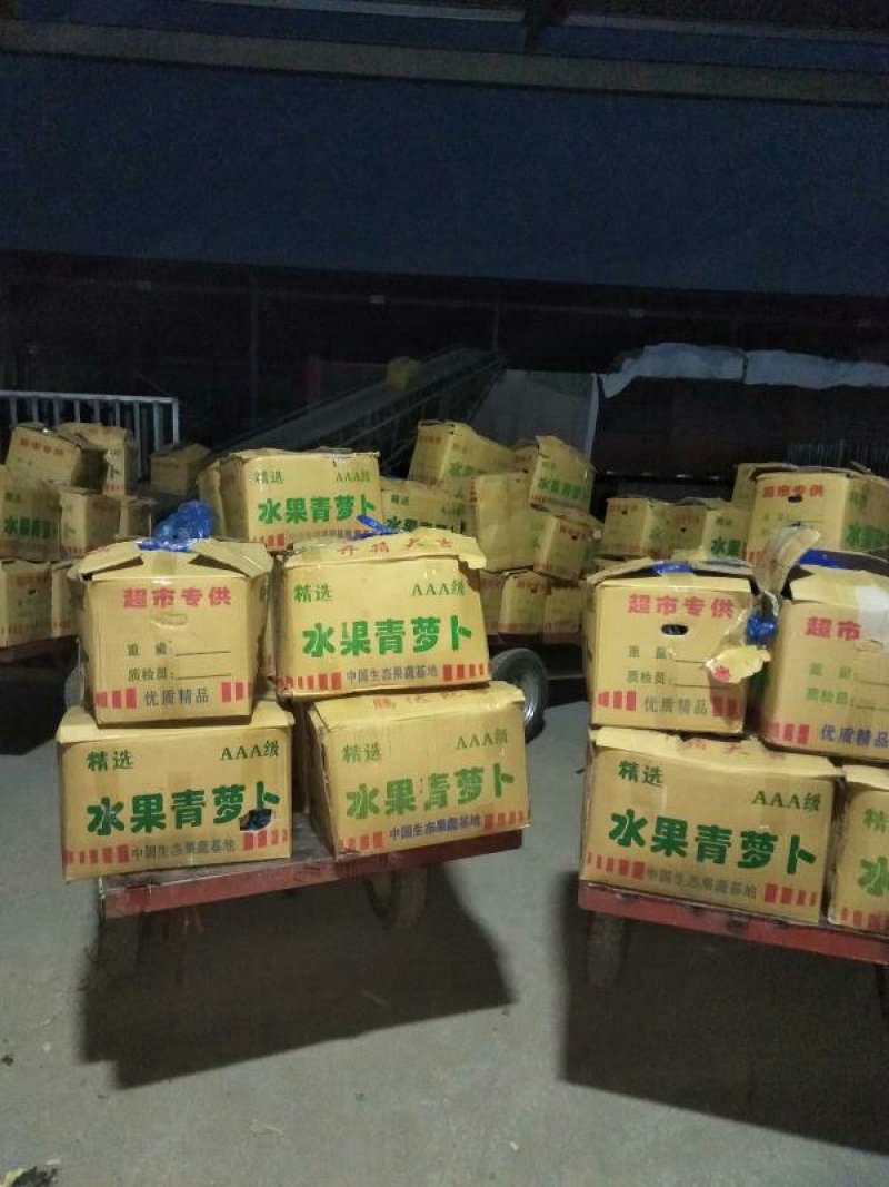 水果萝卜，山东肥城，青萝卜，袋装，箱装货源充足