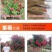 紫薇树苗美国红火箭速生四川百日红四季庭院种植超长花期绿化