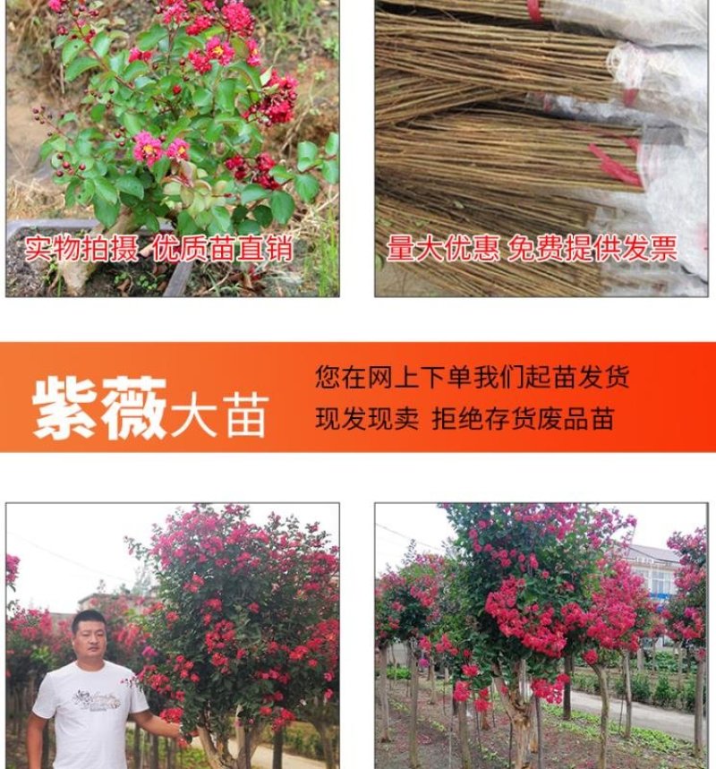 紫薇树苗美国红火箭速生四川百日红四季庭院种植超长花期绿化
