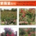 紫薇树苗美国红火箭速生四川百日红四季庭院种植超长花期绿化