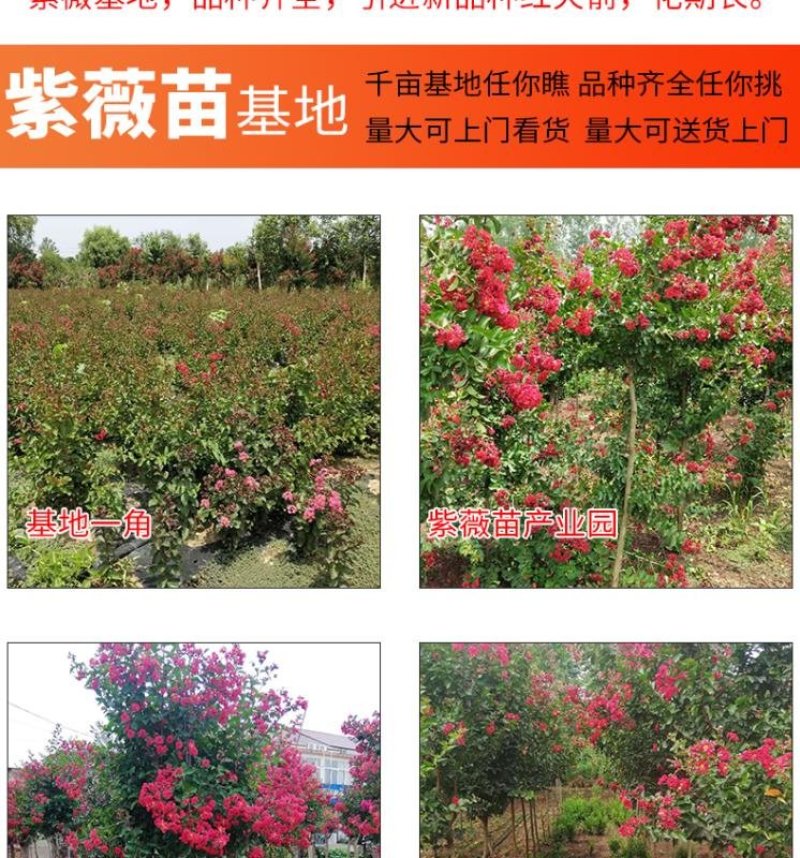紫薇树苗美国红火箭速生四川百日红四季庭院种植超长花期绿化