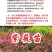 紫薇树苗美国红火箭速生四川百日红四季庭院种植超长花期绿化