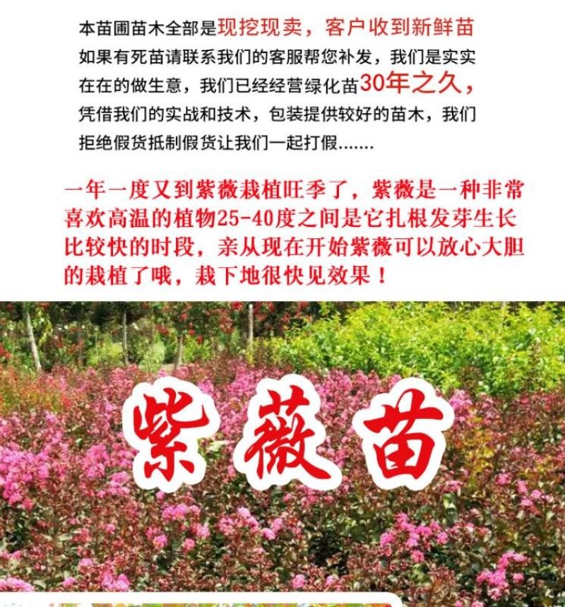 紫薇树苗美国红火箭速生四川百日红四季庭院种植超长花期绿化