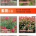 紫薇树苗美国红火箭速生四川百日红四季庭院种植超长花期绿化