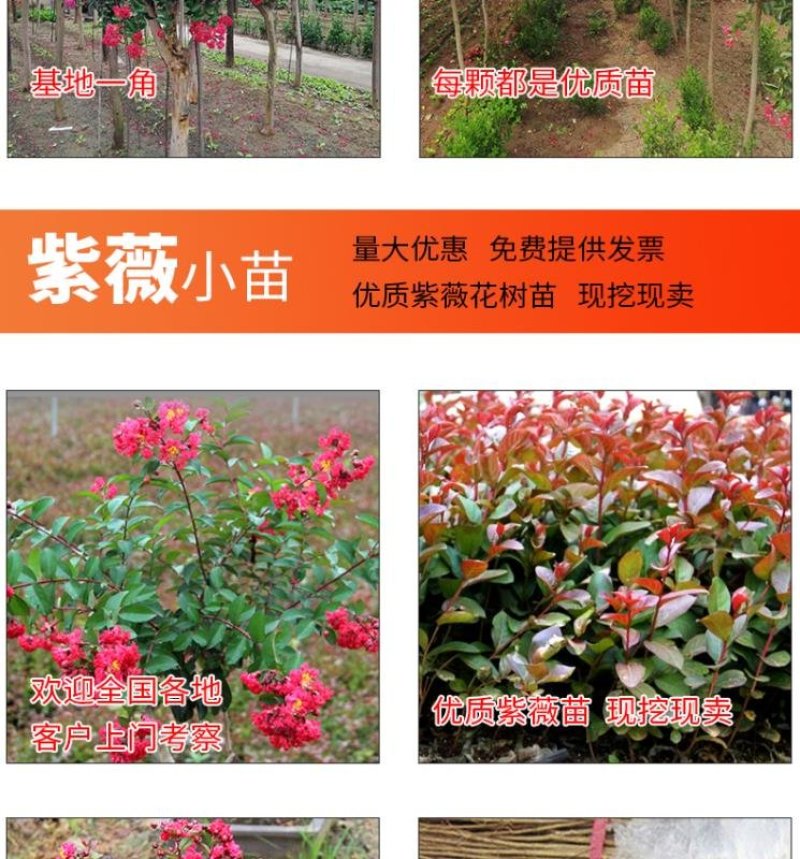 紫薇树苗美国红火箭速生四川百日红四季庭院种植超长花期绿化