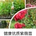 紫薇树苗美国红火箭速生四川百日红四季庭院种植超长花期绿化