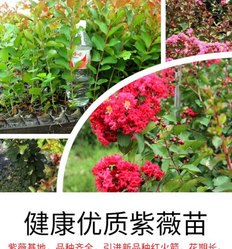 紫薇树苗美国红火箭速生四川百日红四季庭院种植超长花期绿化