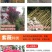紫薇树苗美国红火箭速生四川百日红四季庭院种植超长花期绿化