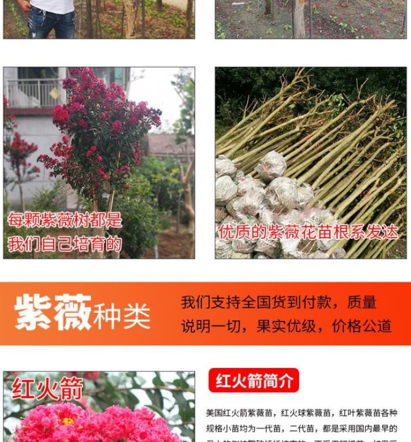 紫薇树苗美国红火箭速生四川百日红四季庭院种植超长花期绿化