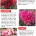 紫薇树苗美国红火箭速生四川百日红四季庭院种植超长花期绿化