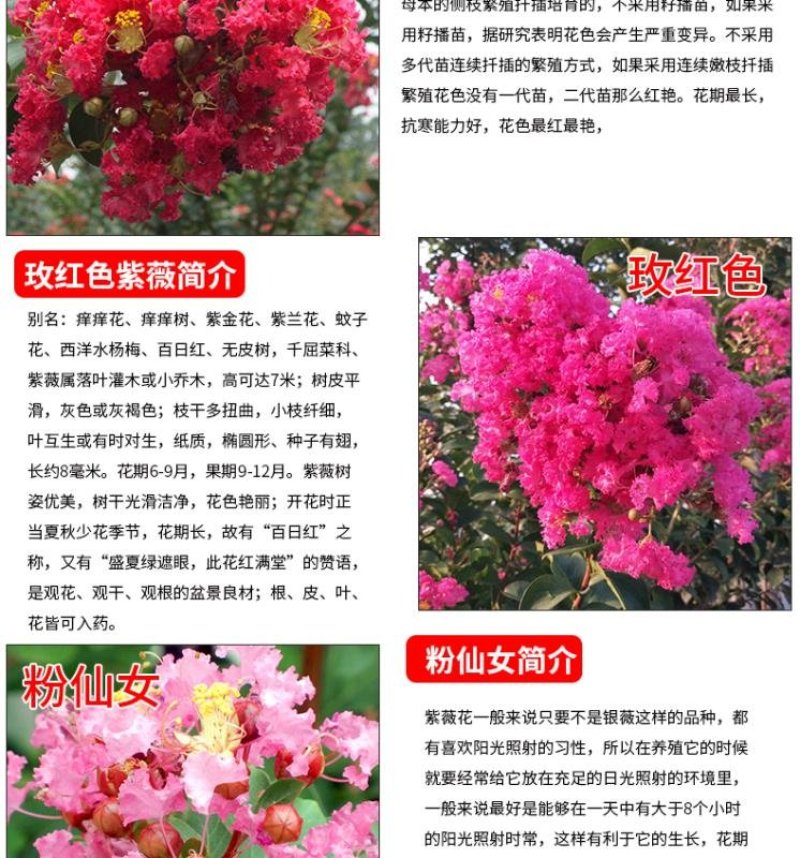 紫薇树苗美国红火箭速生四川百日红四季庭院种植超长花期绿化