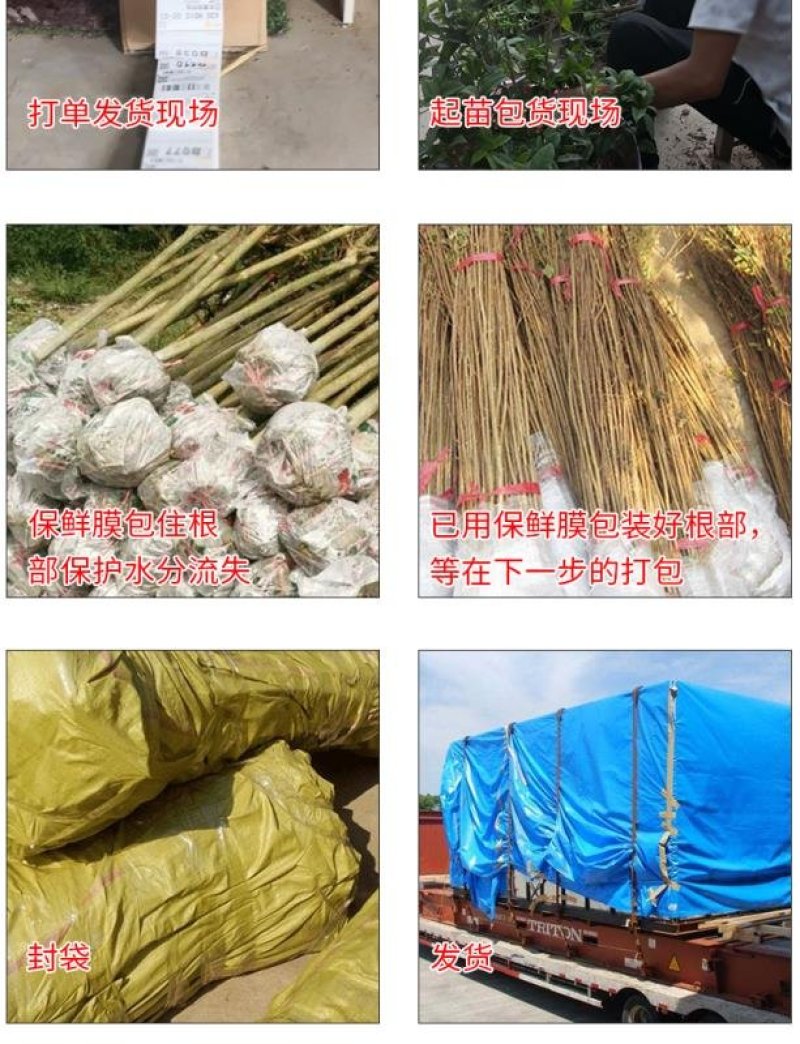 紫薇树苗美国红火箭速生四川百日红四季庭院种植超长花期绿化