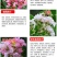 紫薇树苗美国红火箭速生四川百日红四季庭院种植超长花期绿化