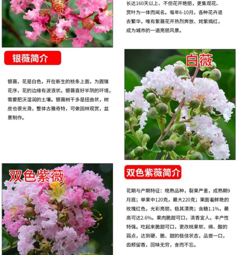 紫薇树苗美国红火箭速生四川百日红四季庭院种植超长花期绿化