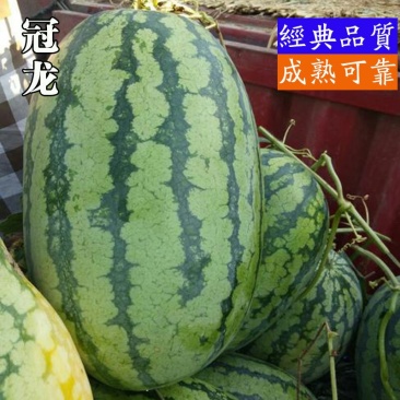 香港益农金钟冠龙西瓜种子原装正品200克可种4亩