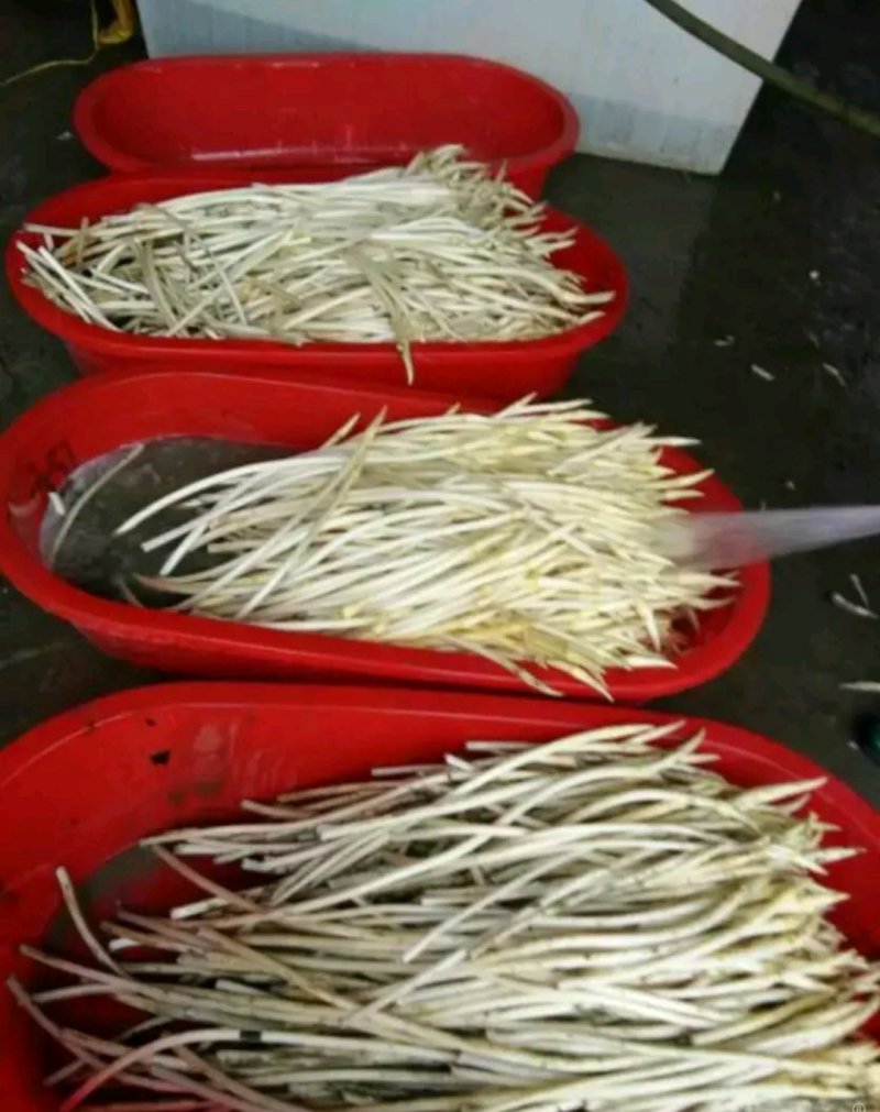 新鲜藕带