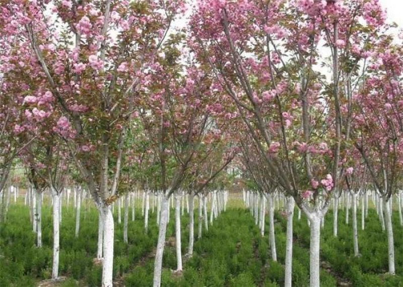 樱花苗，樱花树苗嫁接樱花，日本樱花早樱晚樱盆栽庭院绿化