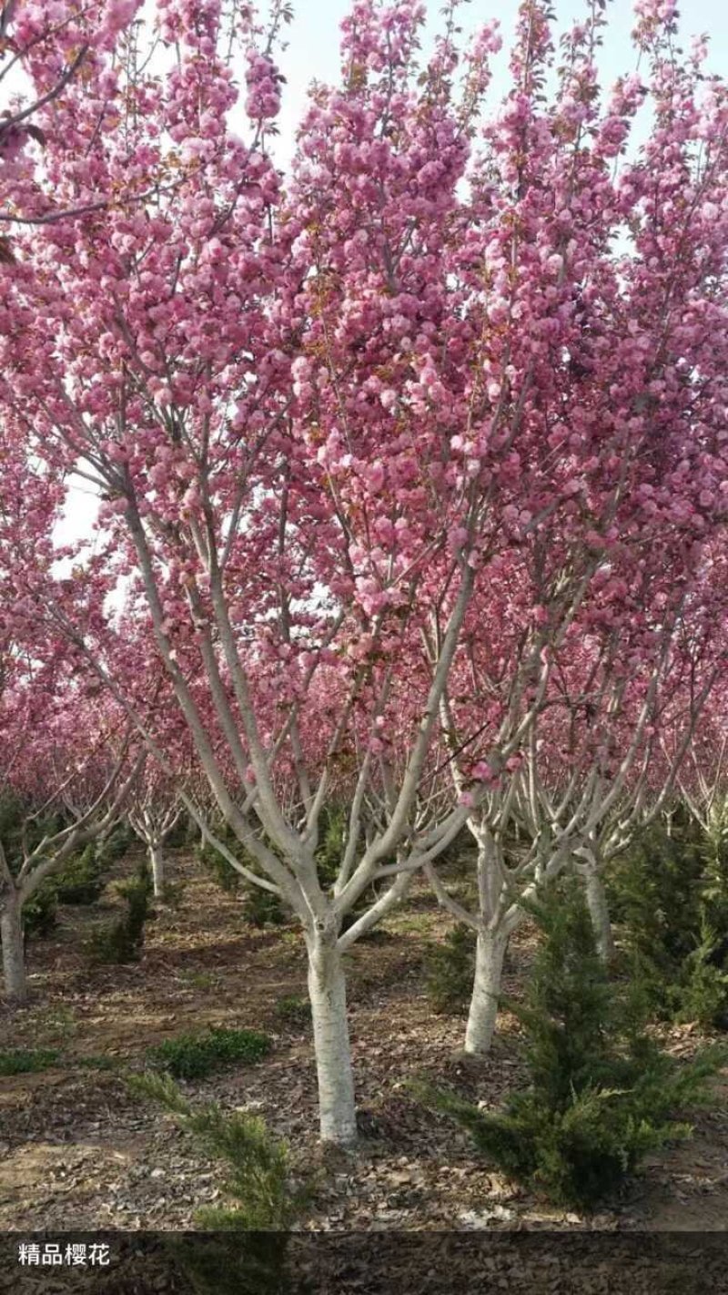 樱花苗，樱花树苗嫁接樱花，日本樱花早樱晚樱盆栽庭院绿化