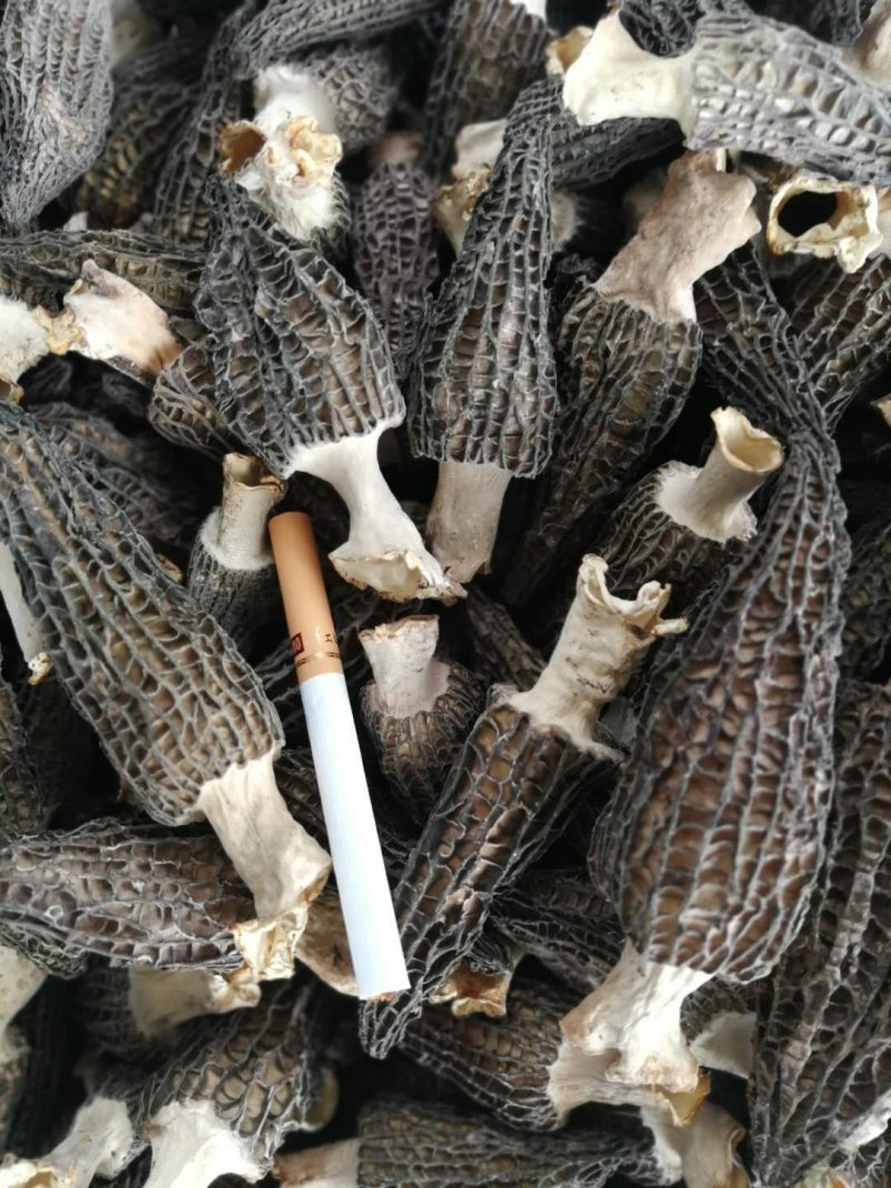 优质羊肚菌干货大量供应保证质量