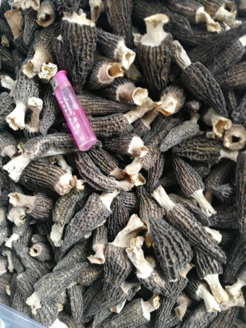 优质羊肚菌干货大量供应保证质量