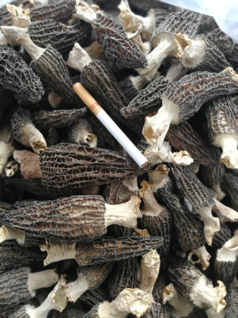 优质羊肚菌干货大量供应保证质量