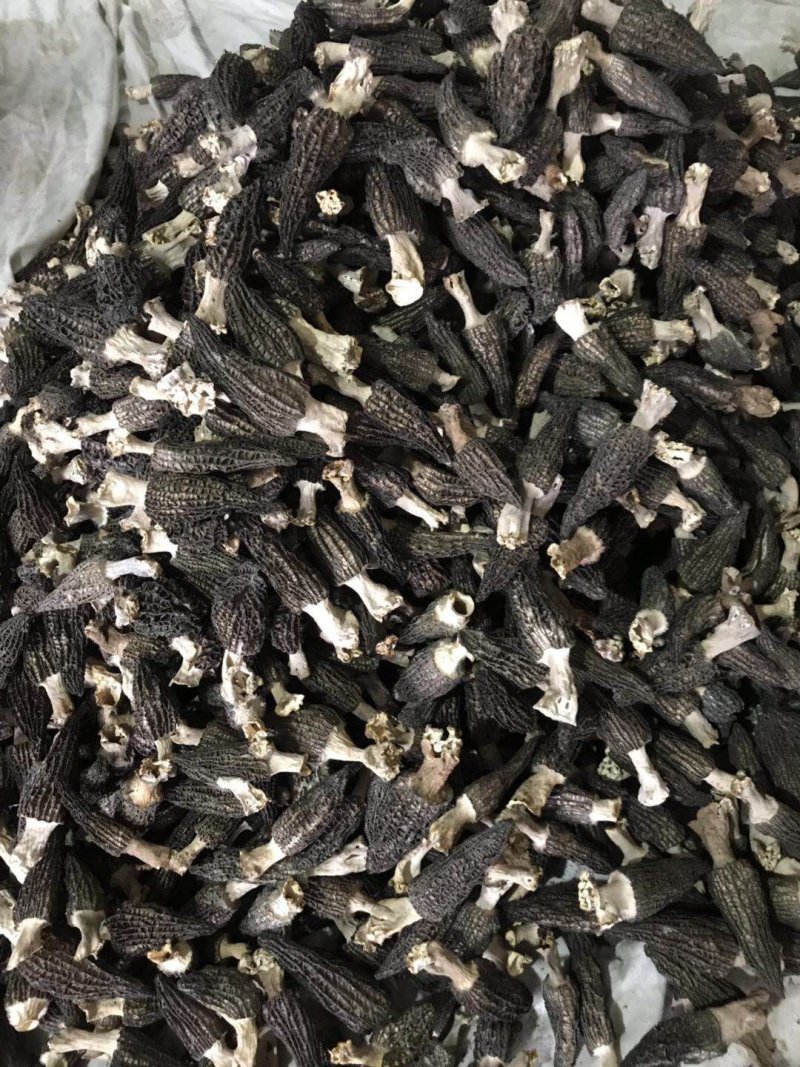 优质羊肚菌干货大量供应保证质量