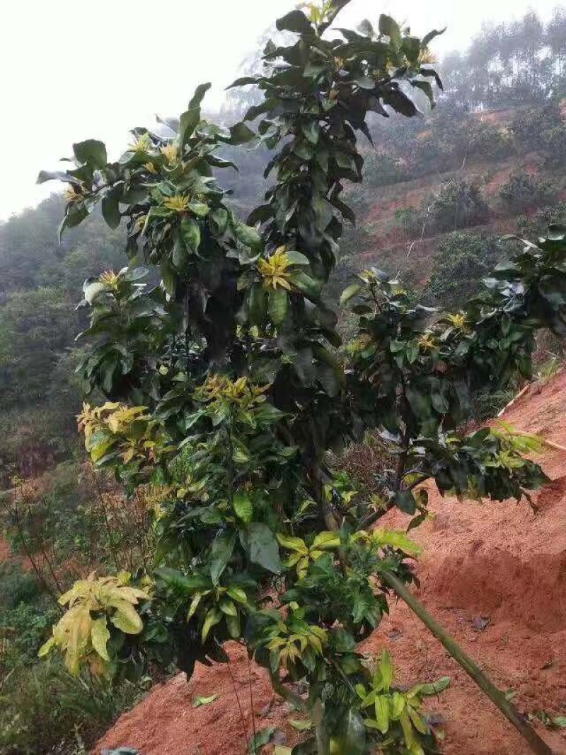 黄金3号密柚苗金橙密柚子苗基地现货