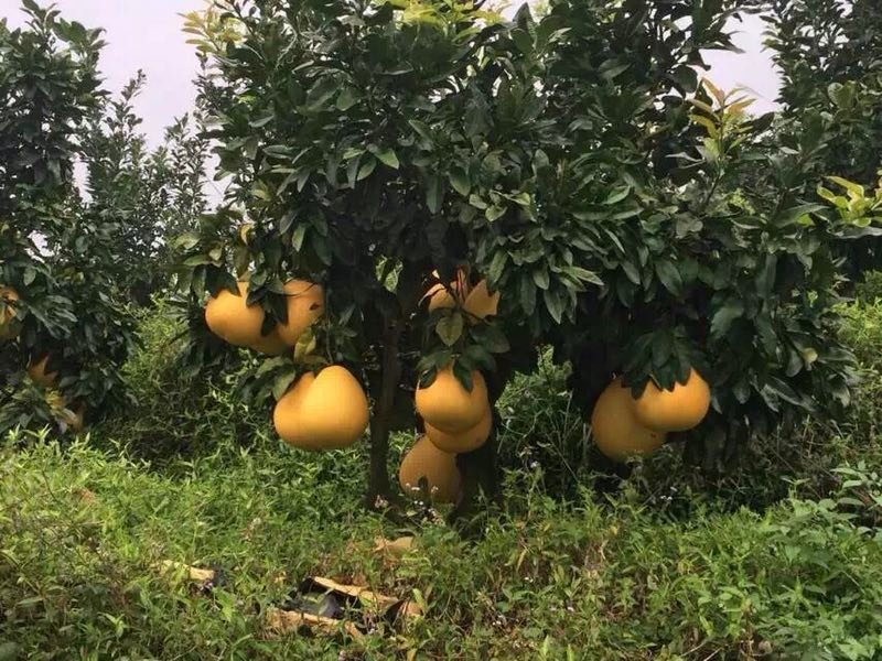 黄金3号密柚苗金橙密柚子苗基地现货