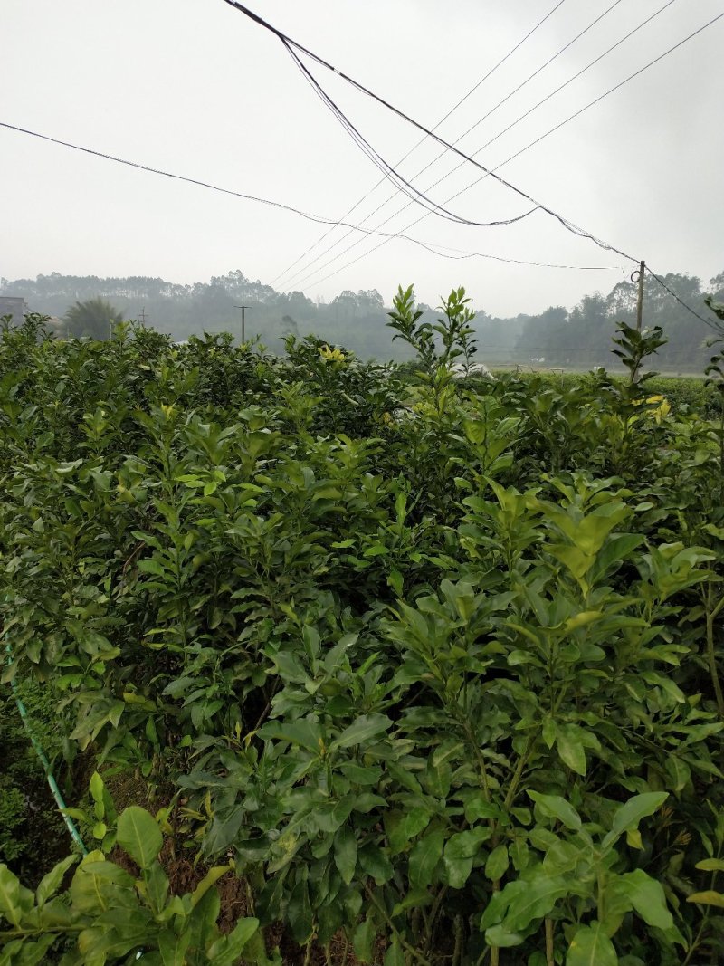 黄金3号密柚苗金橙密柚子苗基地现货