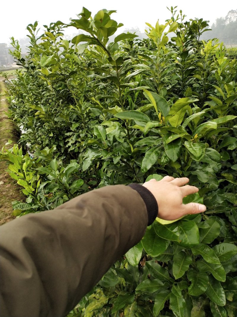 黄金3号密柚苗金橙密柚子苗基地现货