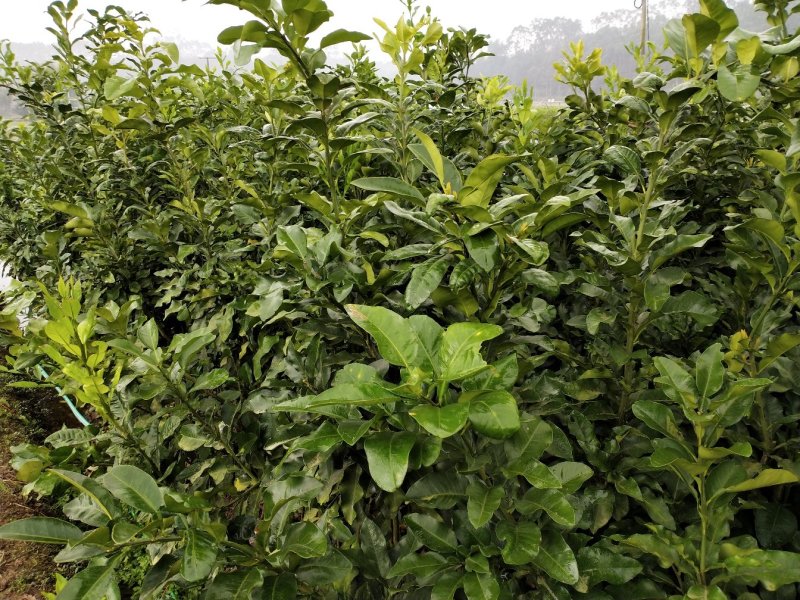黄金3号密柚苗金橙密柚子苗基地现货