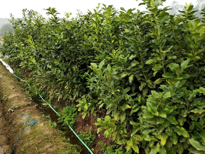黄金3号密柚苗金橙密柚子苗基地现货