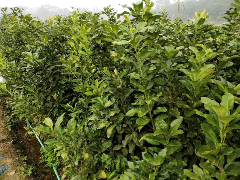 黄金3号密柚苗金橙密柚子苗基地现货