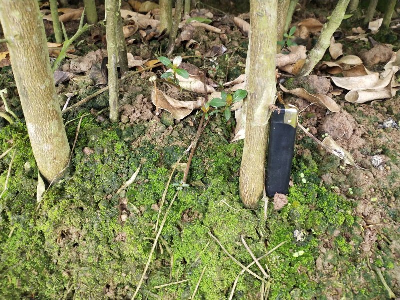黄金3号密柚苗金橙密柚子苗基地现货