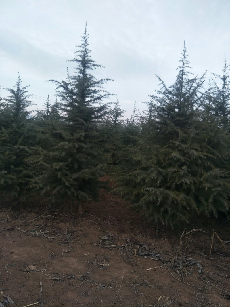 3米到4米雪松树冠幅好
