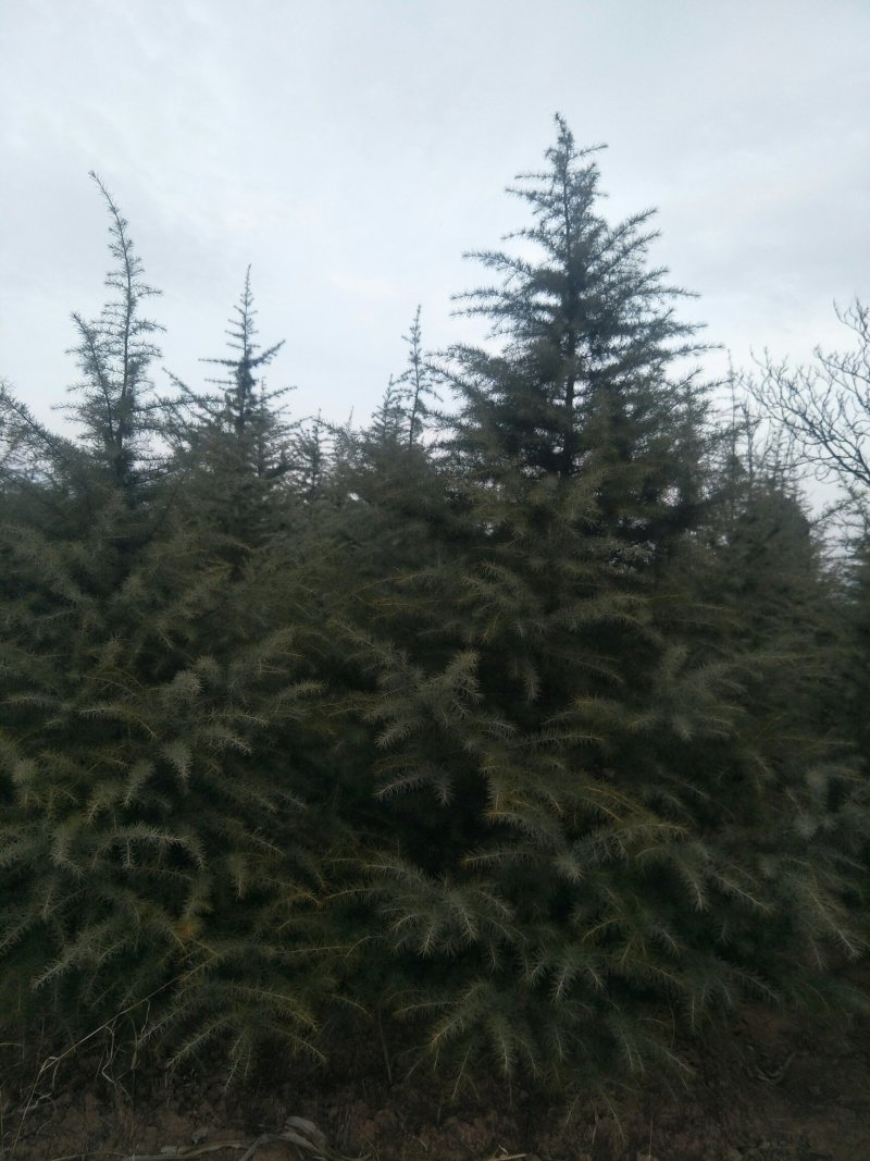 3米到4米雪松树冠幅好