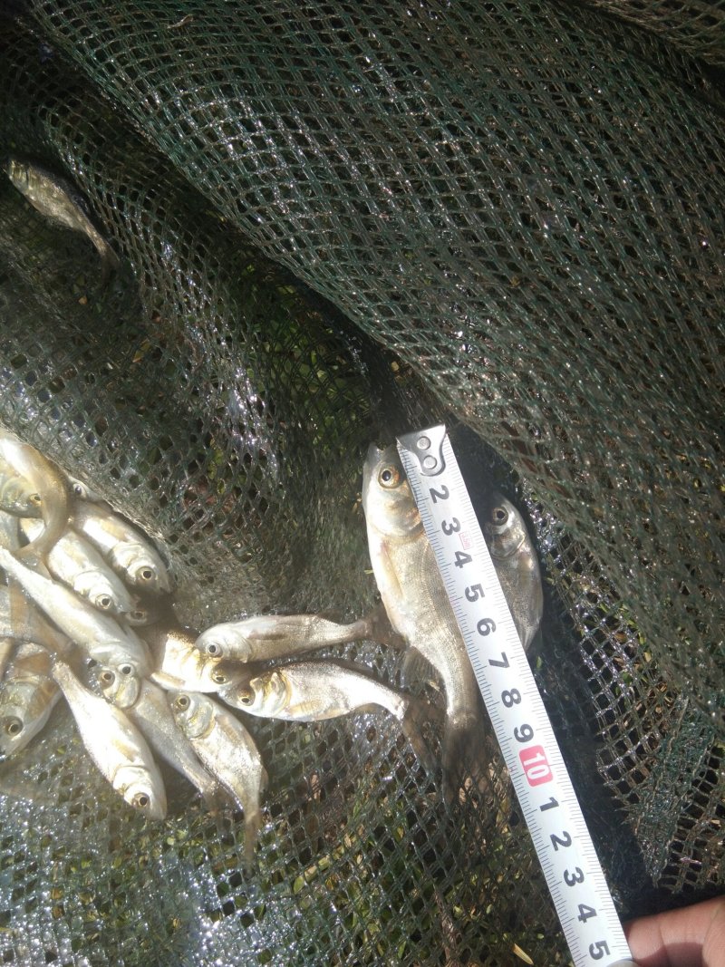 花鲢鱼苗各种规格鱼苗出售