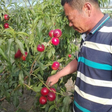 中油19号油桃苗保证苗木品种纯度质量产地直发假一赔十。