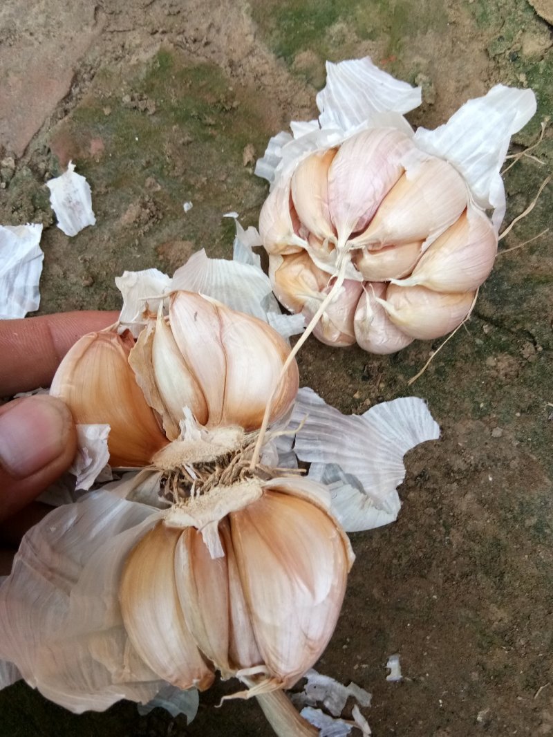 山东德州齐河优质杂交蒜