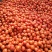 山东省费县硬粉西红柿大量上市中，超市，市场，电商**