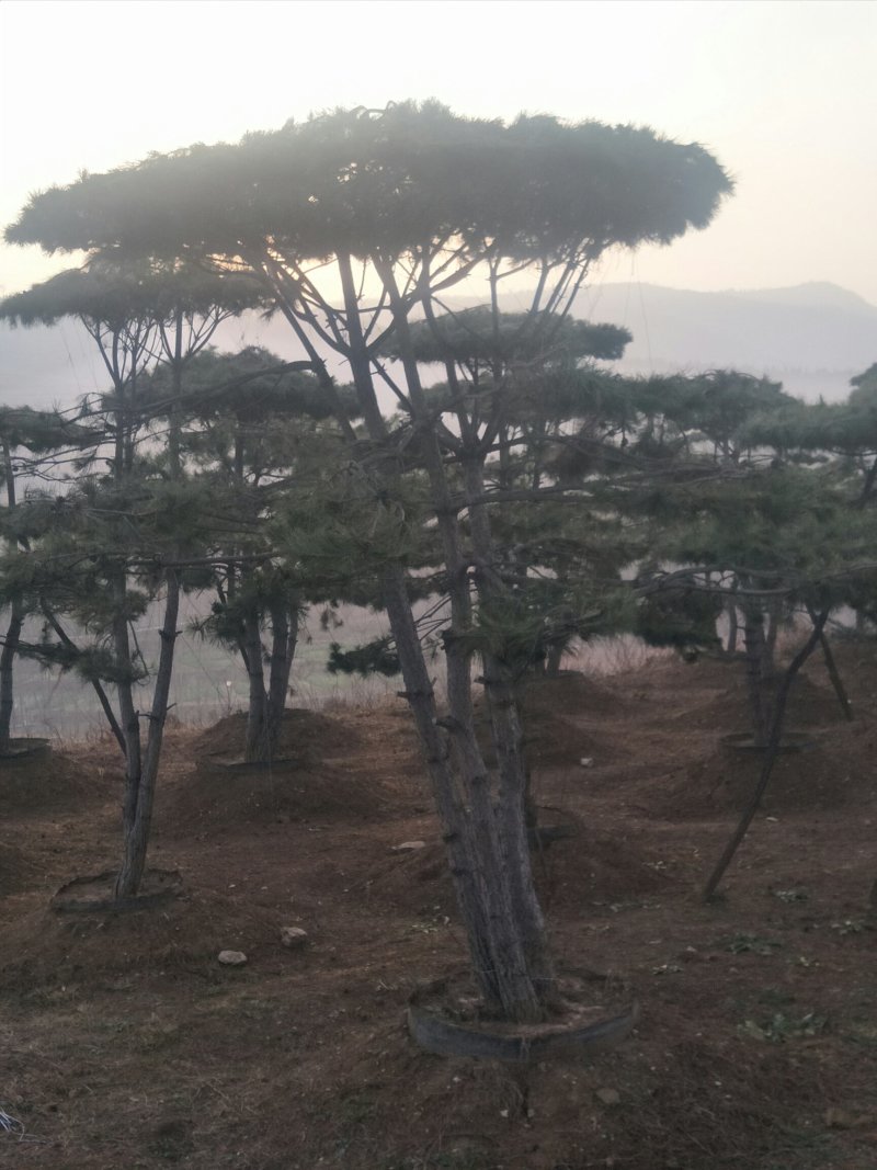 造型松