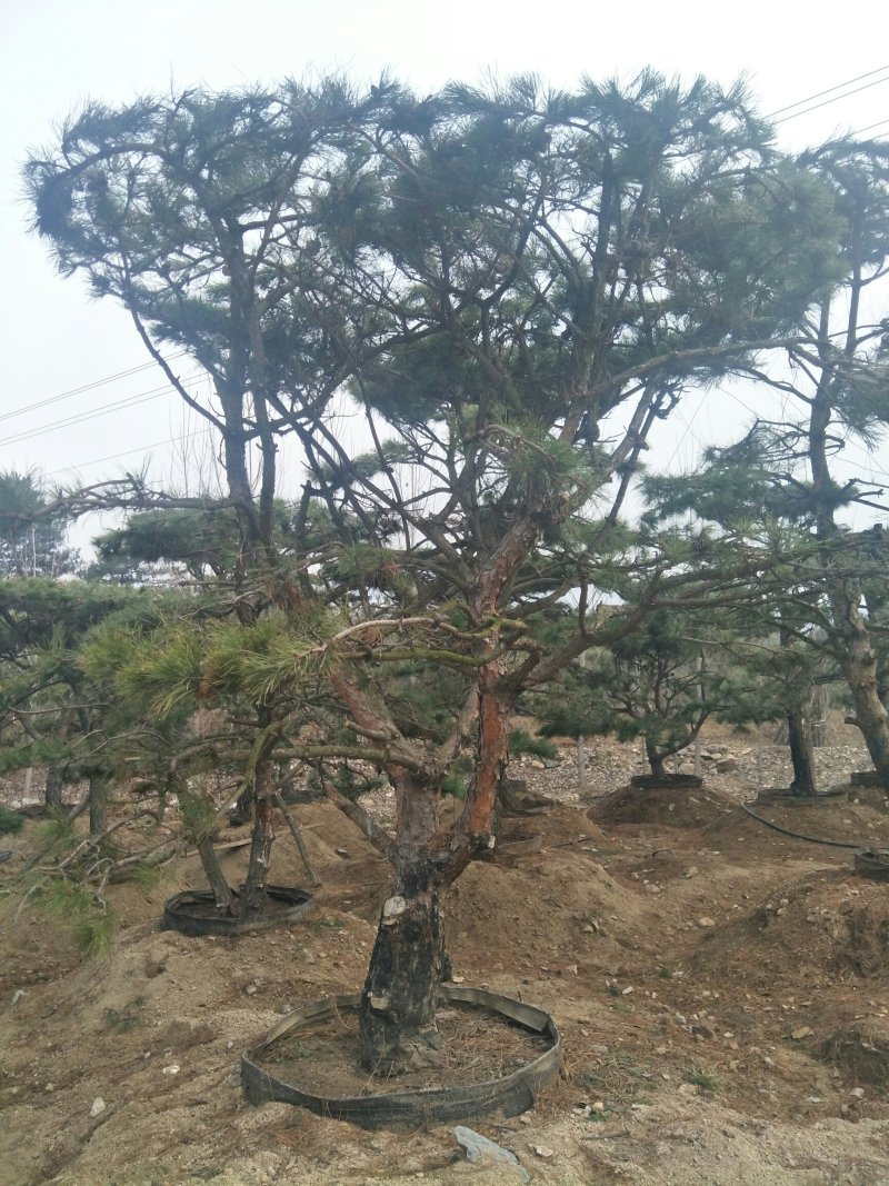 造型松