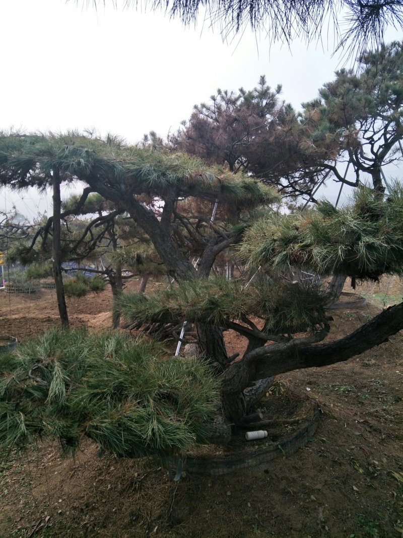 造型松