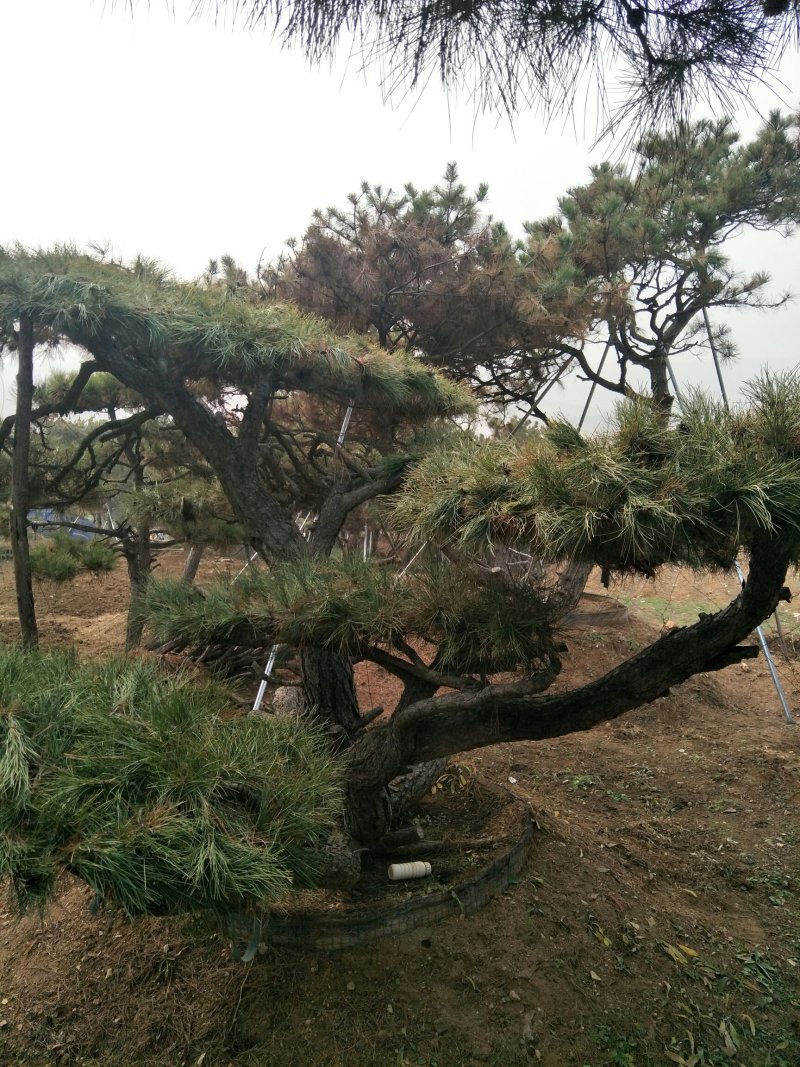造型松