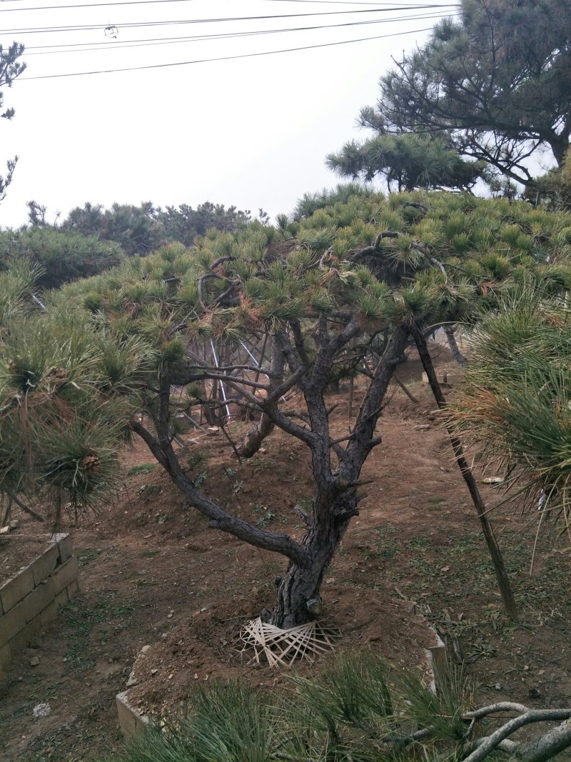 造型松